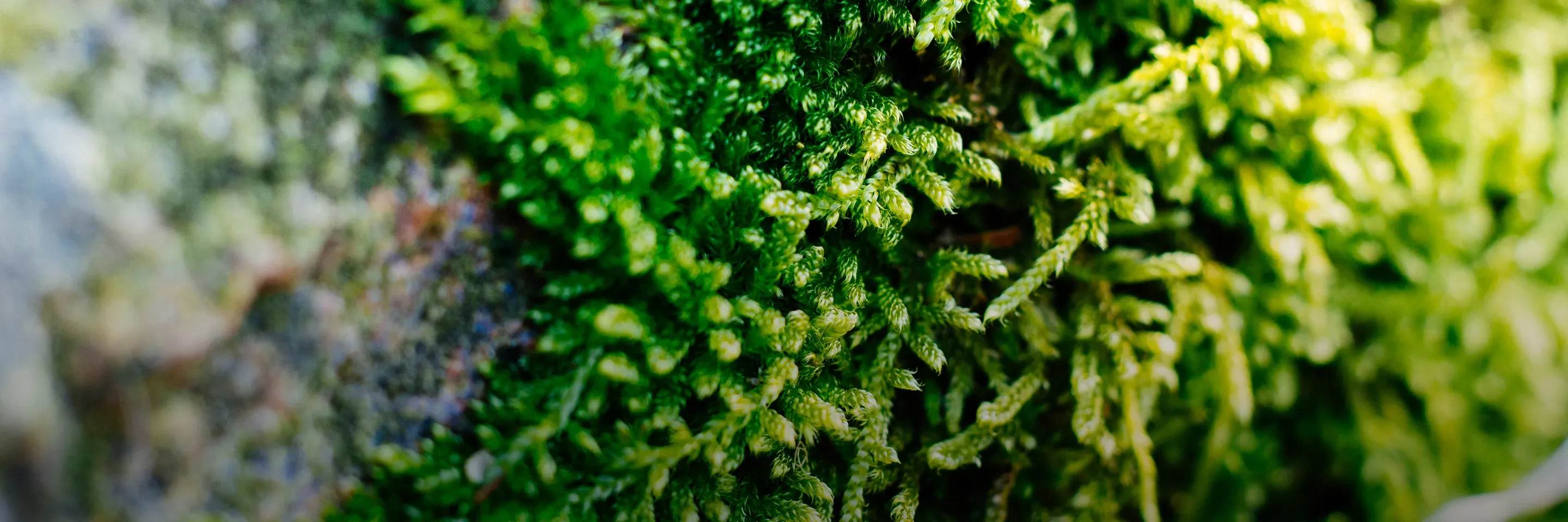 Ecology and Biodiversity