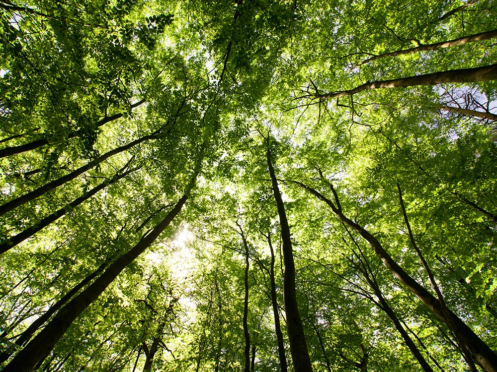 Forestation